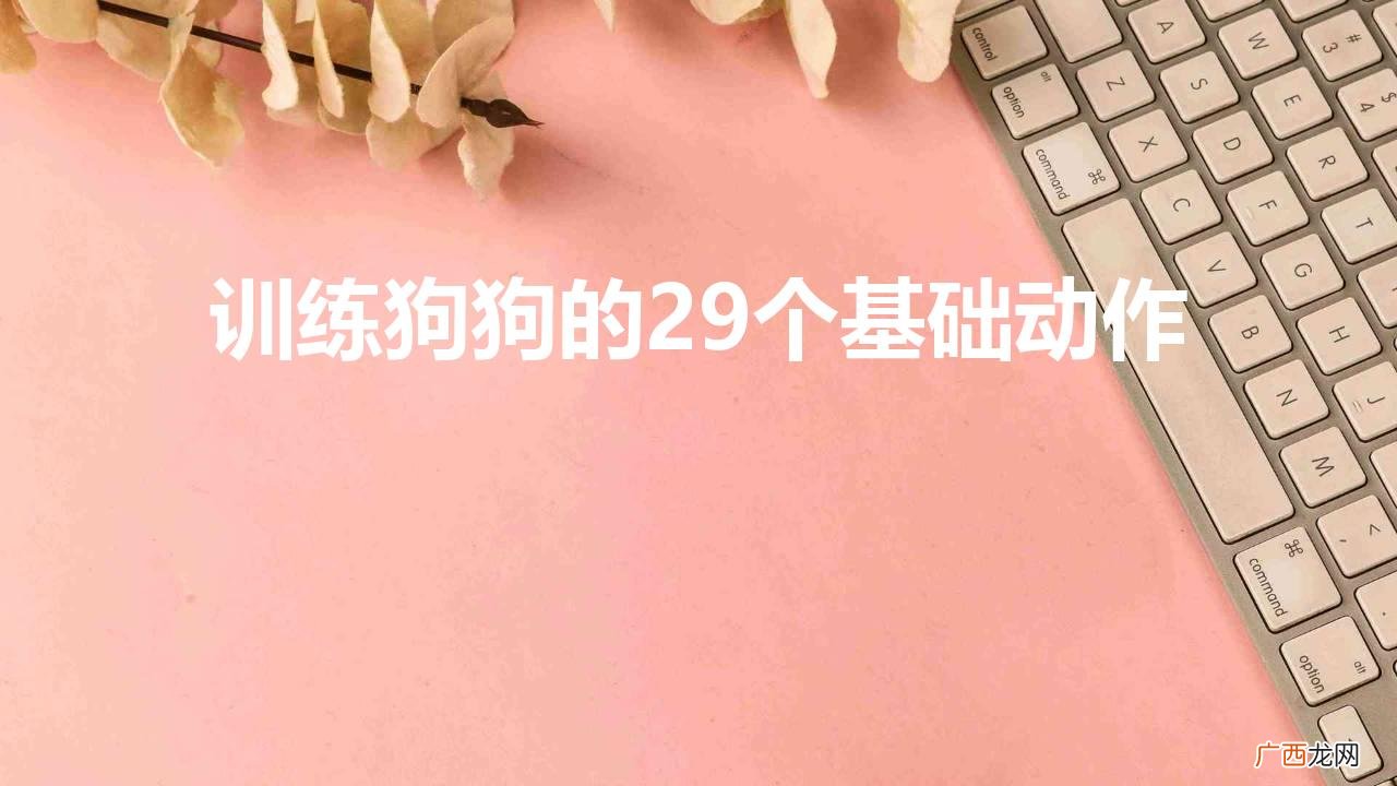 训练狗狗的29个基础动作