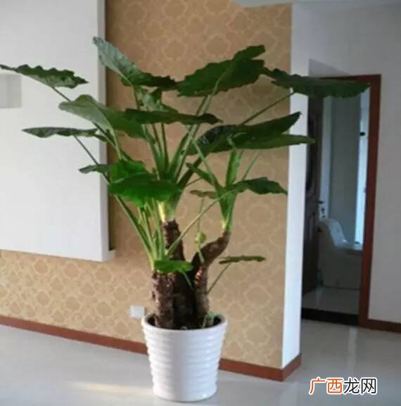 滴水观音摆放风水学,风水摆放禁忌切莫犯