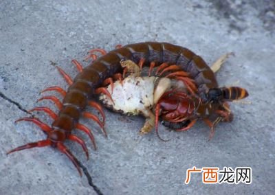 蜈蚣是什么动物,蜈蚣是什么生肖？