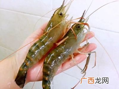 虾有多少品种,虾的种类有哪些?