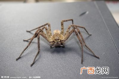 蜘蛛的习性,红白蜘蛛的生活习性？