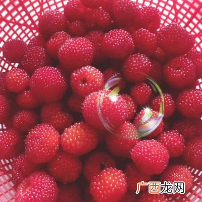 一种水果 什果是什么水果,就是北方常吃的布谷鸟学名叫什么?有什么功效？