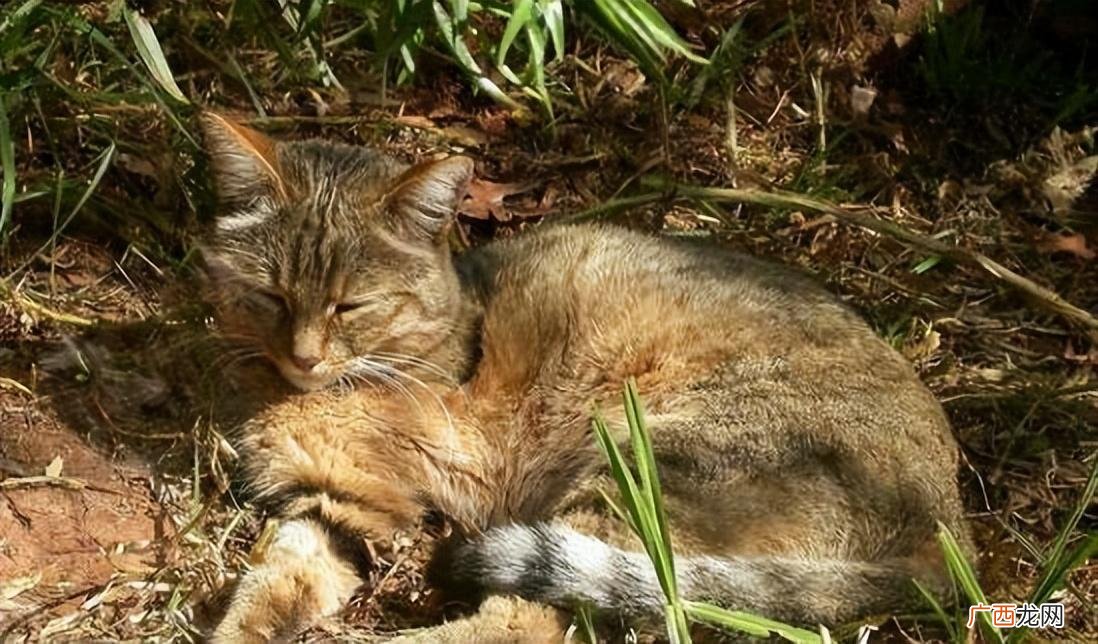 猫猫是由什么动物进化而来的 猫的祖先是什么动物