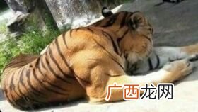虎背熊腰是什么意思?,龙腰虎背什么意思？