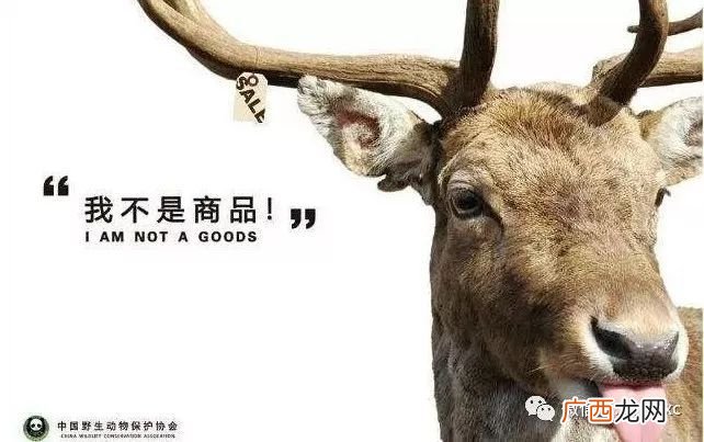 如何保护濒危动物,保护濒危动物国际公约有哪些？