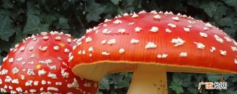 蘑菇有哪些