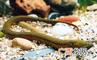 鳝鱼钻进莲花是什么意思,莲花的对联，歇后语，俗语？