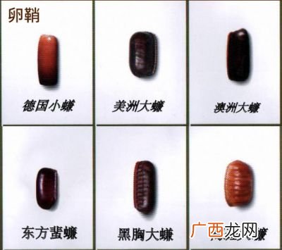 蟑螂卵鞘怎么处理,蟑螂卵捏破了还能孵化吗？