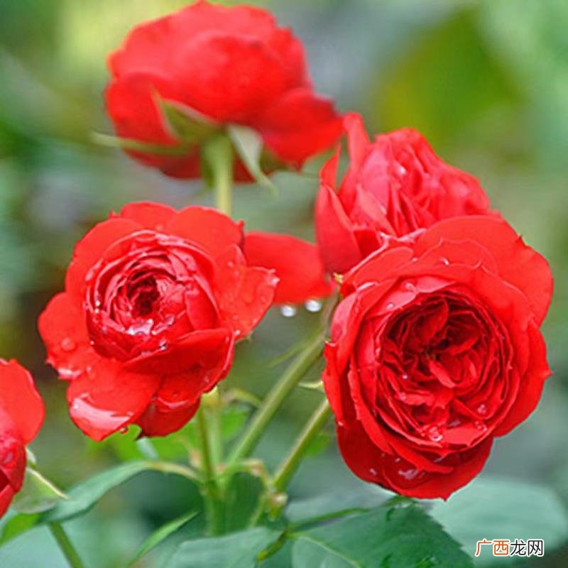 灌木切花类月季苹果花优缺点 苹果花月季的特点和特点