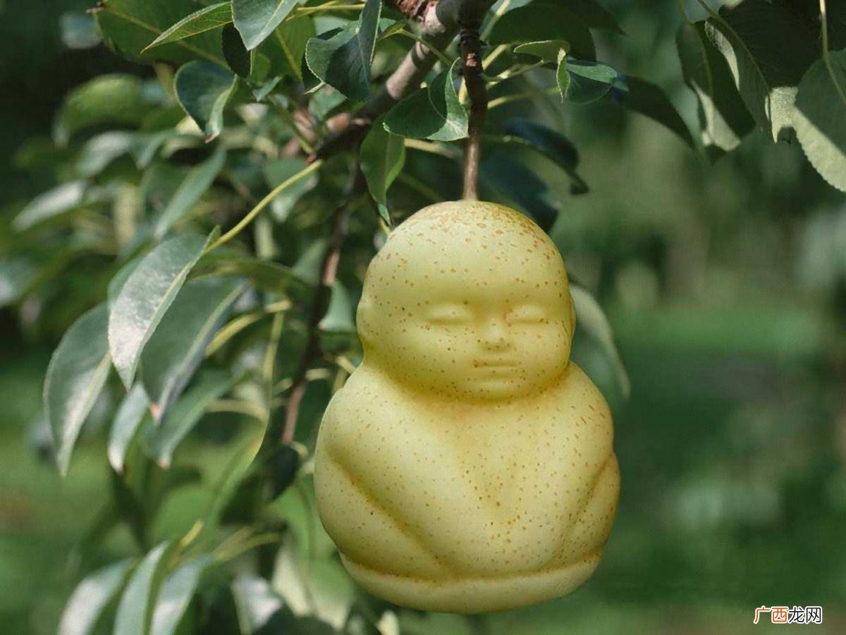 十大的高端名贵水果盘点 世界十大奢侈水果排名