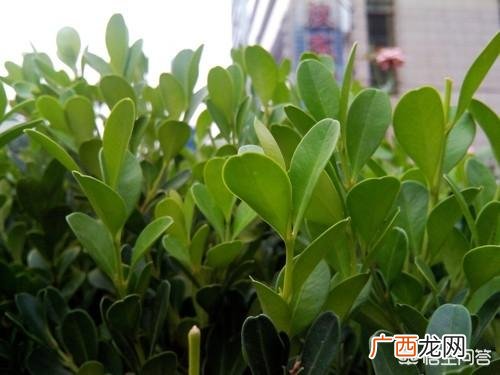 生茶和熟茶的区别,生茶和熟茶的区别？