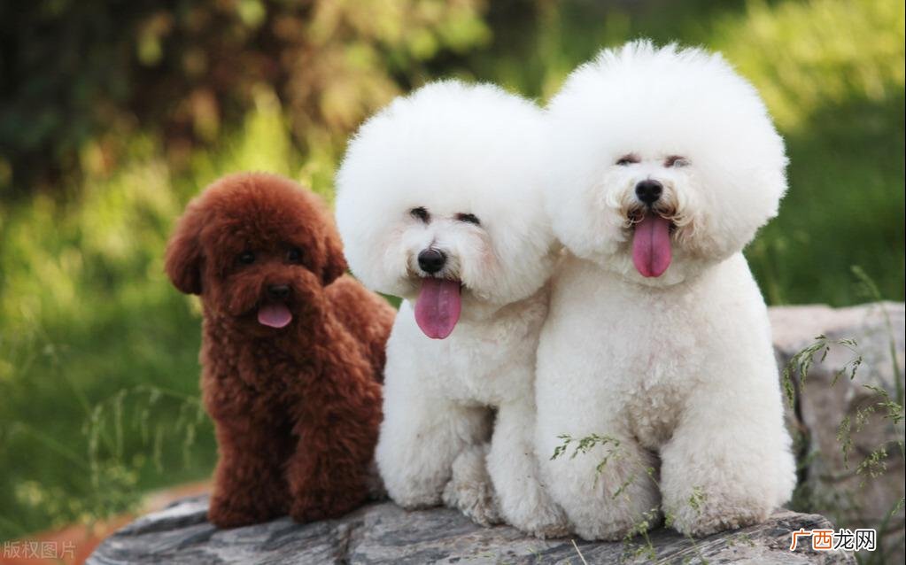 比熊犬的脾气及家养特点 比熊的性格优点和缺点