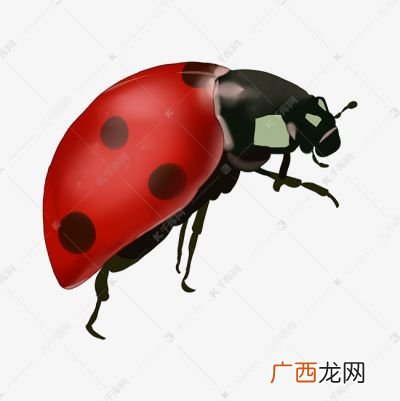 七星瓢虫有几条腿,七星瓢虫有几对翅膀几对足几对触角？
