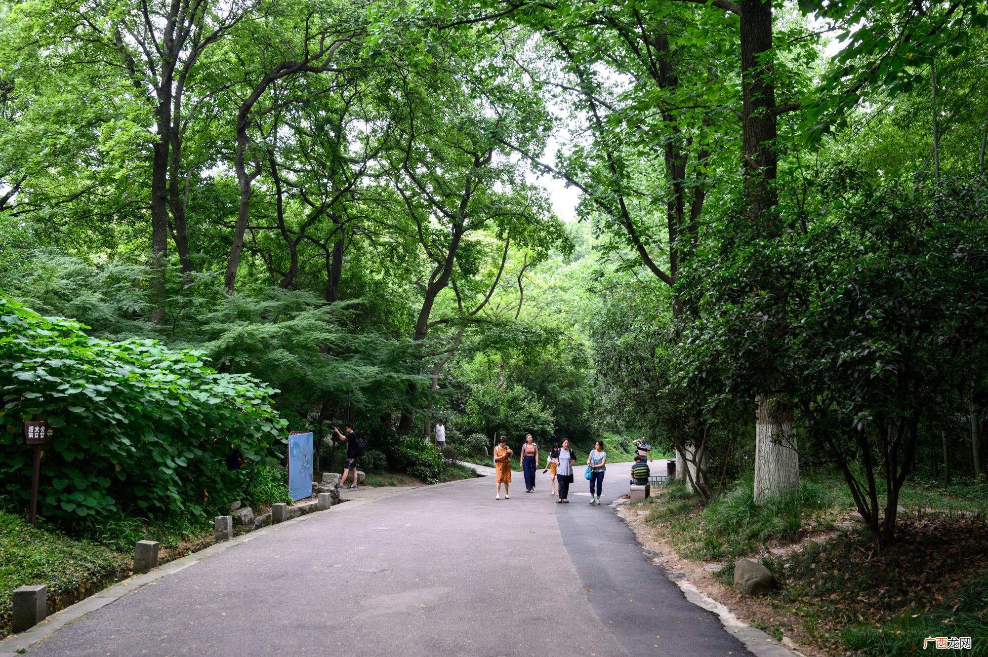 南京紫金山拥有六朝胜迹的美誉 紫金山高度多少米