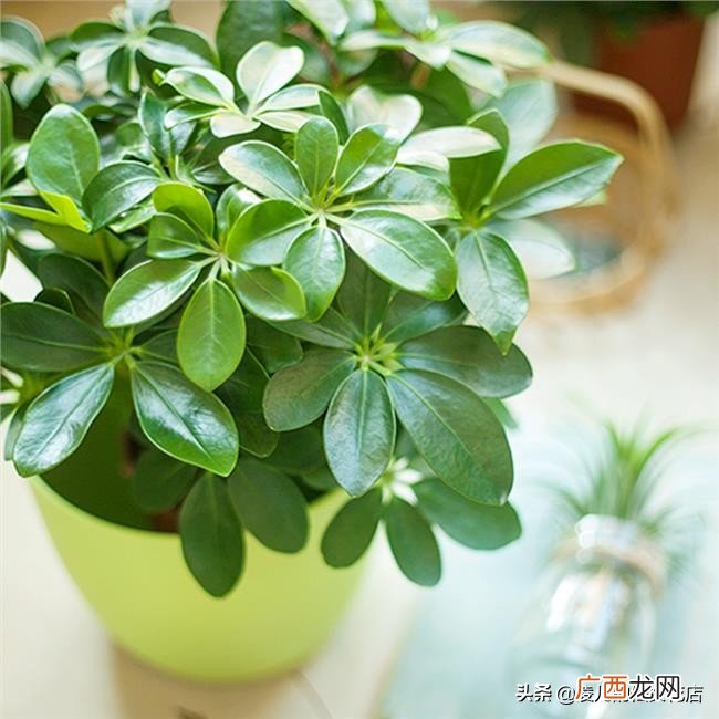 办公室招财旺事业的5种植物 办公室什么植物招财聚气