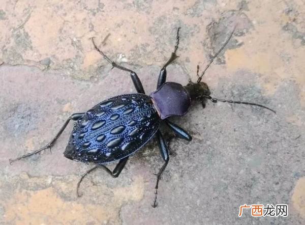 鞘翅目昆虫有哪些,两对翅的昆虫有哪些？