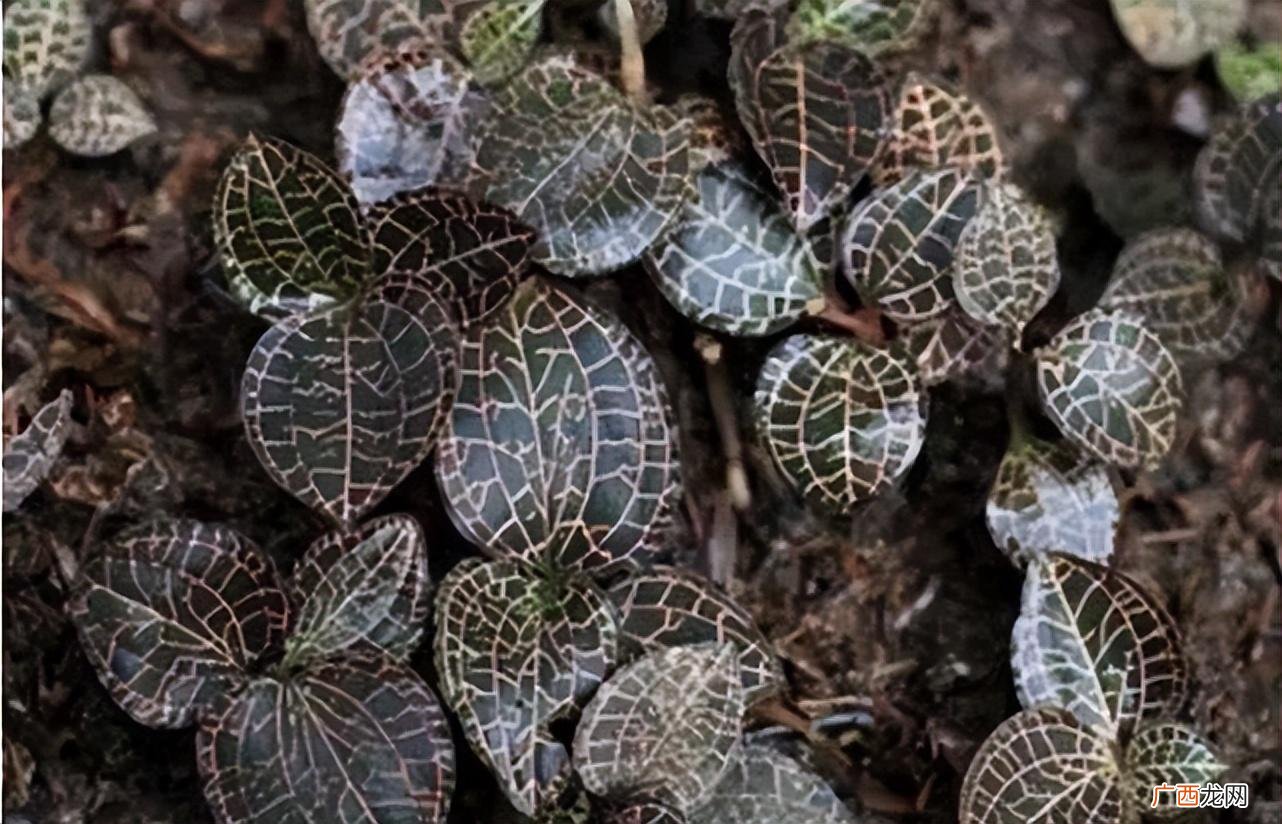 金线莲如何种植方法 金线莲种植技术方法