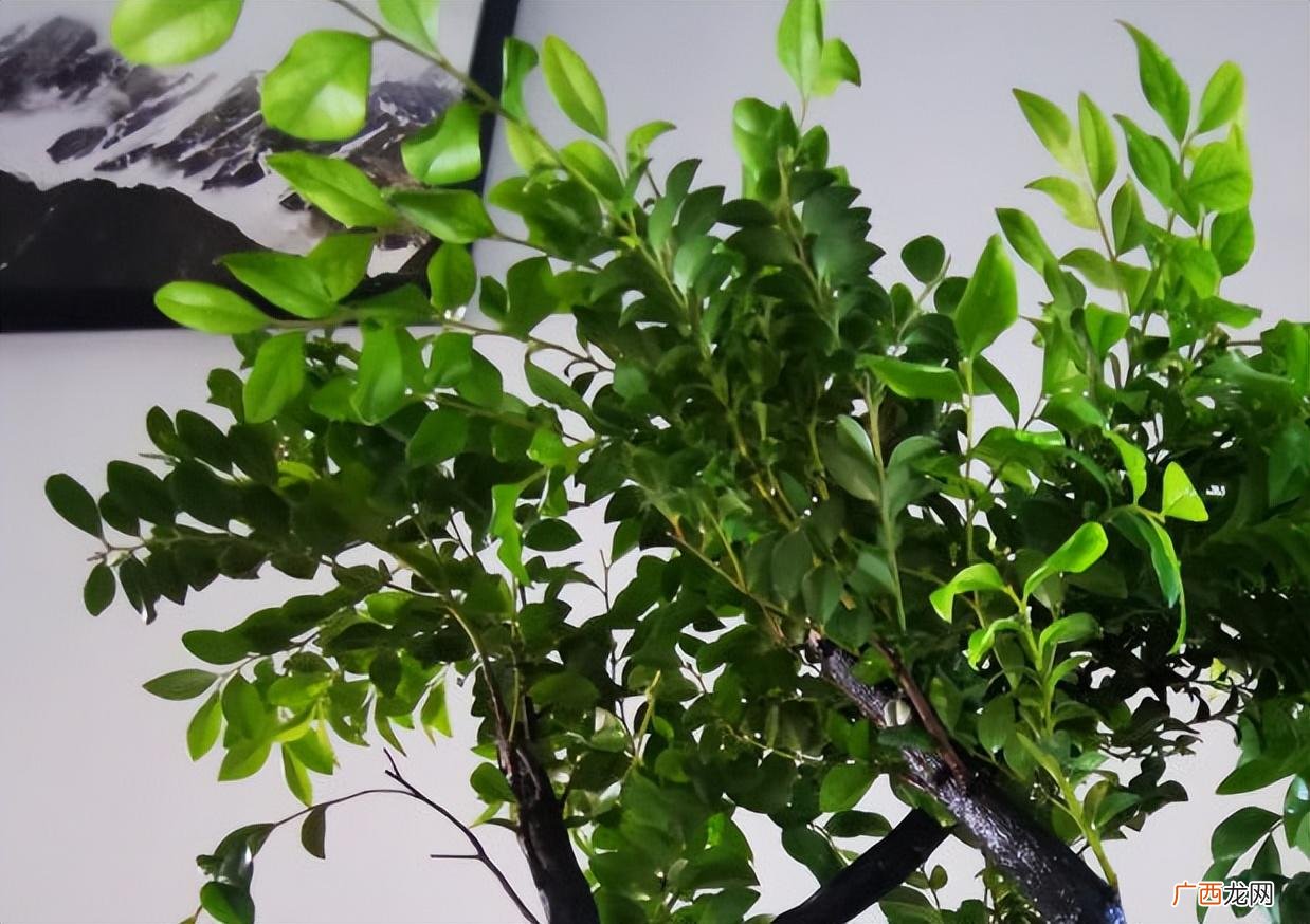 保证光照充足,长势旺盛 小叶紫檀的养殖方法和注意事项