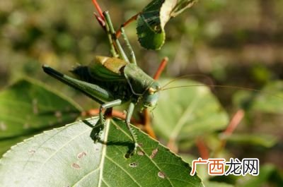 蝈蝈吃什么,蝈蝈吃毛豆和黄豆哪个好？