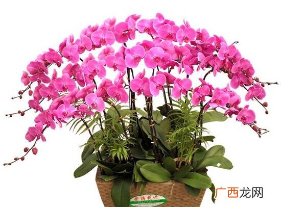 蝴蝶兰象征着什么意义 蝴蝶兰寓意及花语代表的意思