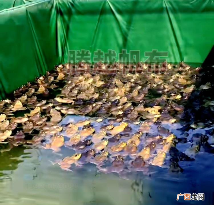 养牛蛙挖池和帆布池哪个好 帆布池牛蛙养殖技术