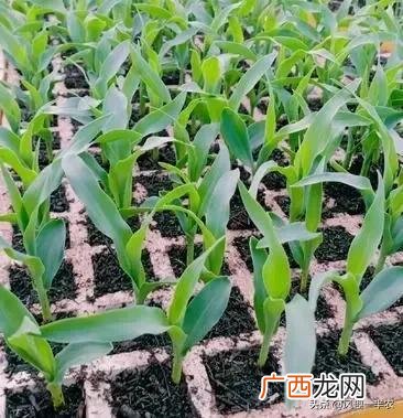 春糯玉米早上市的种植技术 春糯玉米高产栽培技术
