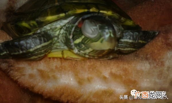 导致乌龟白眼病的原因有哪些 乌龟白眼病用什么药效果好