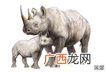 犀牛有几个角,犀牛有多少只角？