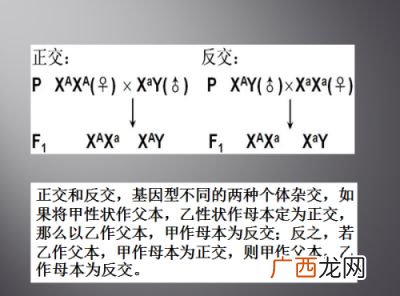 反交是什么,孟德尔定律中正交，反交，测交，自交都是什么阿？