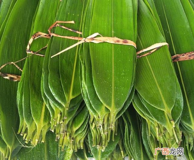 包粽子的叶子叫什么,什么粽叶？