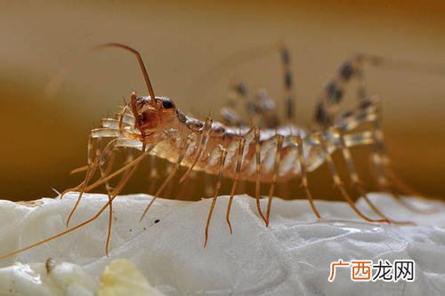 家里虫子怎么才能彻底清除 房间里有虫子怎么去除消灭