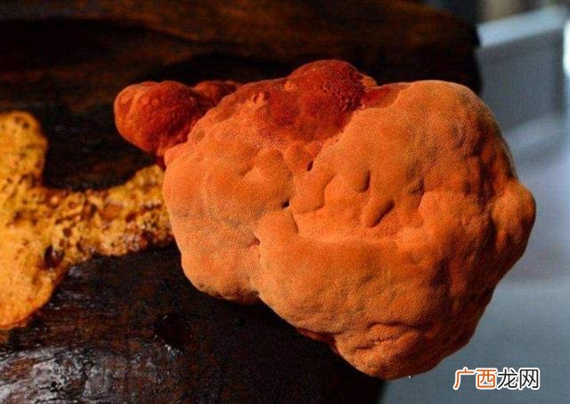 沙士什么味道,怎样辨别假牛樟芝？