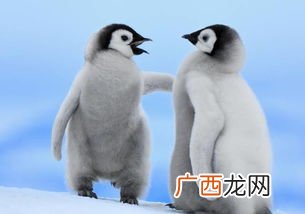 penguin是什么意思,小鸟的英文单词怎么读？