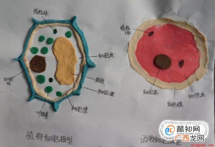 生物模型制作方法有哪些 生物模型制作方法