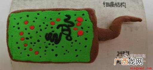 生物模型制作方法有哪些 生物模型制作方法
