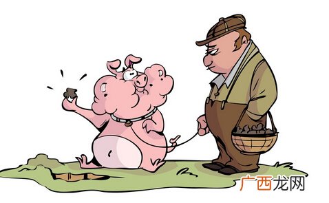 生肖猪女的性格优点 属猪女的性格特点