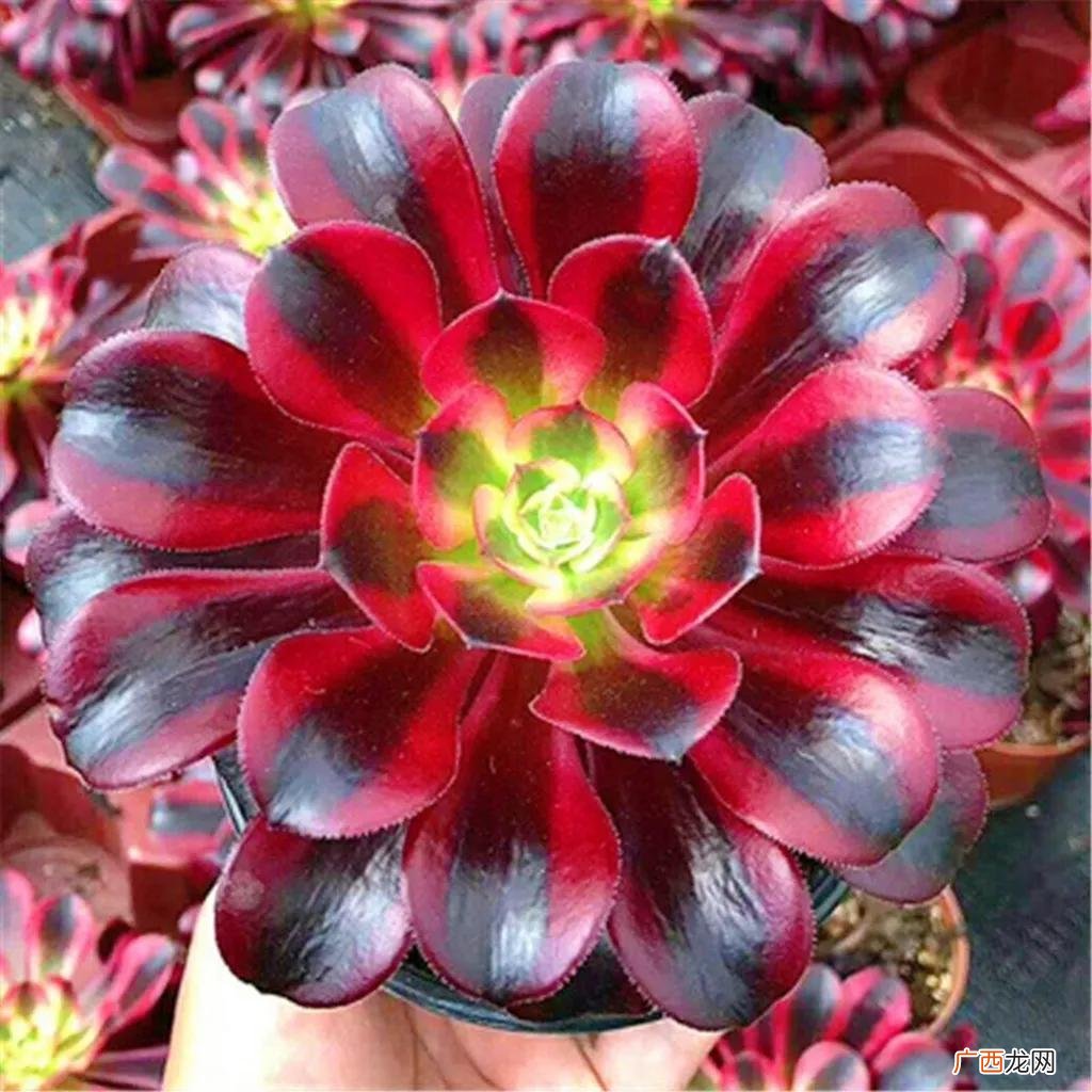 多肉的养殖与注意事项 多肉植物的养殖方法和注意事项有哪些