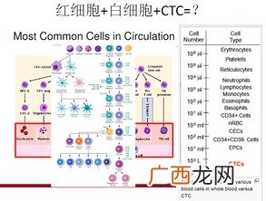 ctc是什么意思,CTC是什么岗位？