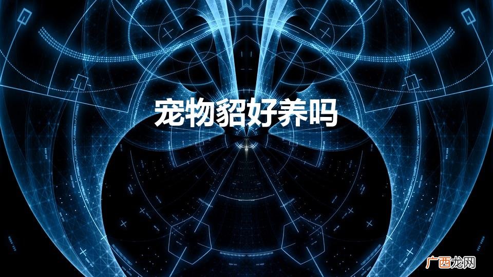 宠物貂好养吗（宠物貂好养吗贴吧)