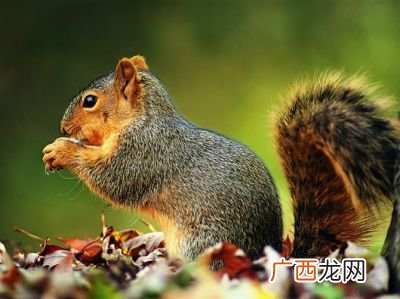 松鼠的特点,松鼠的5个特点？