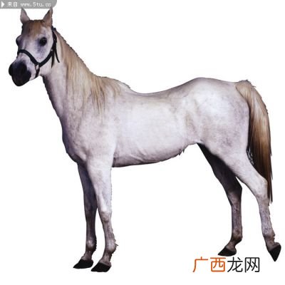 家畜有哪些动物,家禽家畜都有哪些？