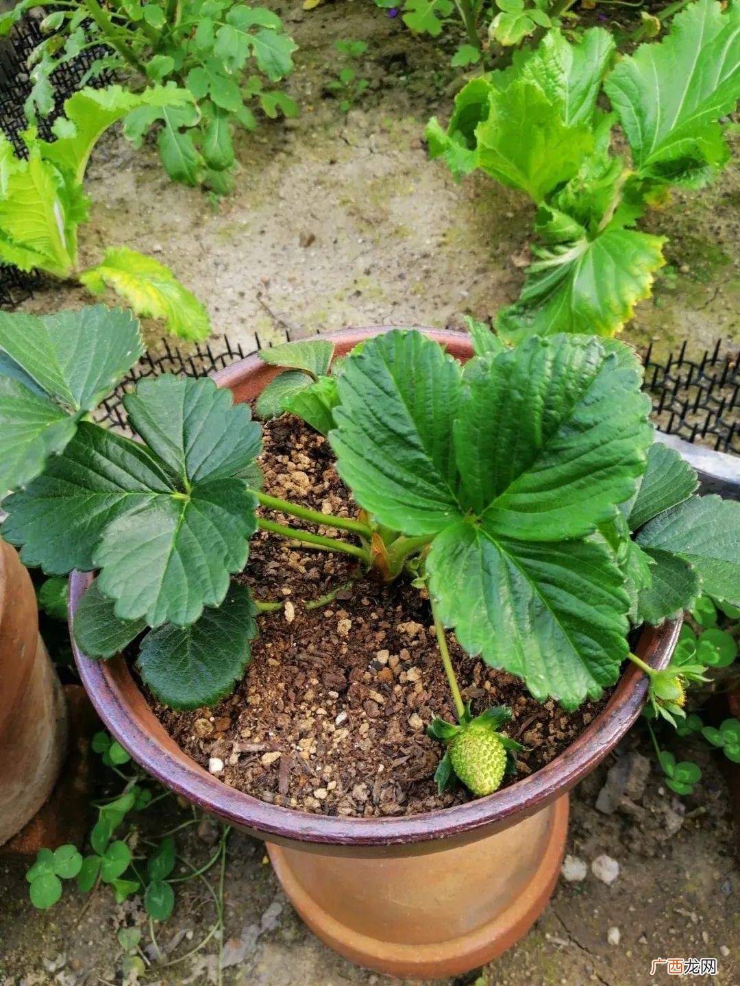 草莓种植新指南,种好它可真不难 草莓的养殖方法和注意事项