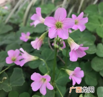 什么是被子植物,常见的被子植物有哪些？