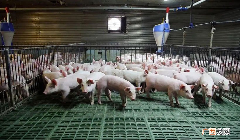 除了养猪，养2种牲畜销量好利润高 在农村养殖什么赚钱
