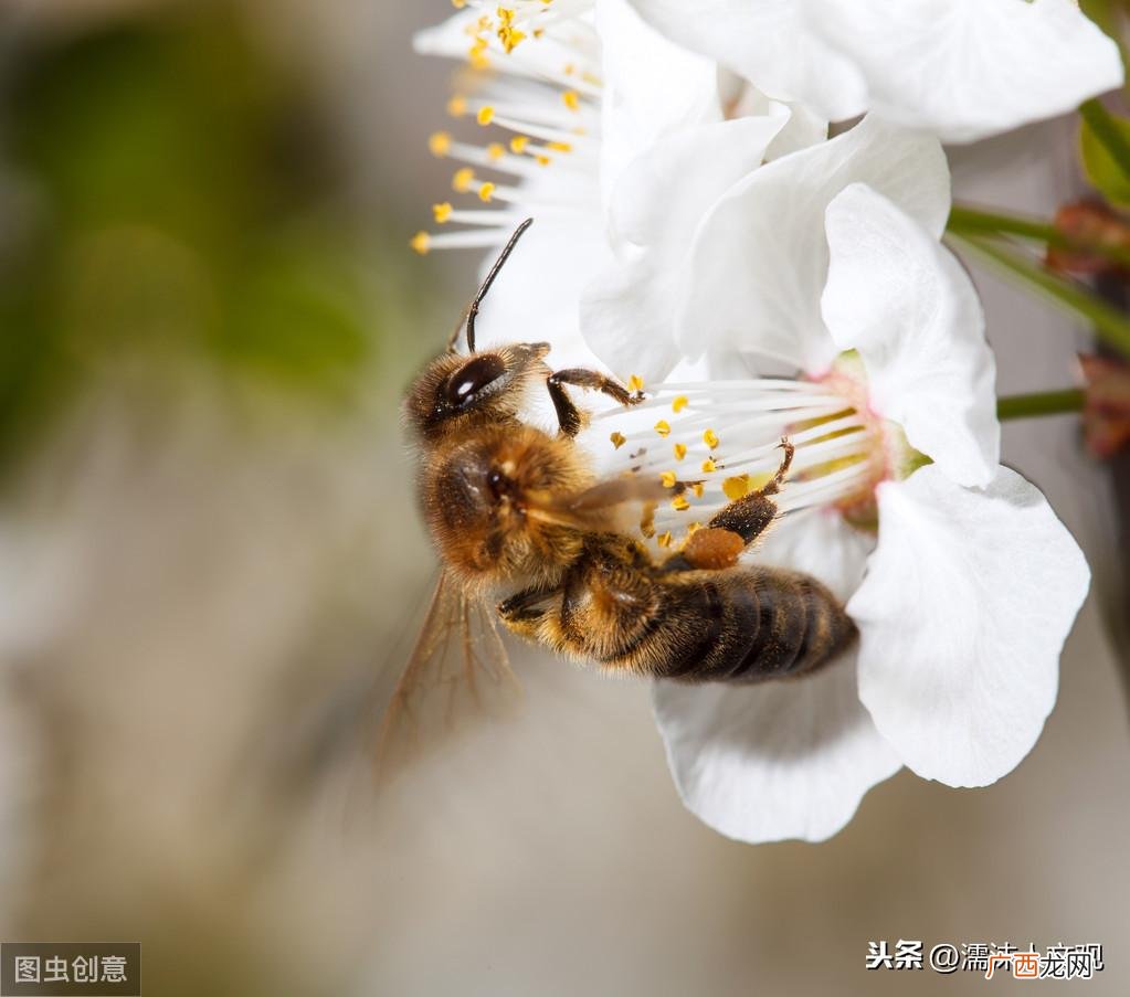 描写表达蜜蜂的经典古诗名句 关于蜜蜂的诗句大全