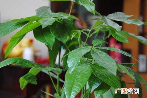 属狗养这三种植物旺财 属狗的适合养什么植物