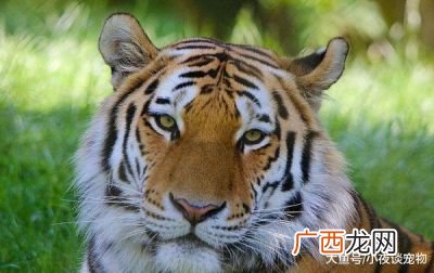 老虎的克星是什么,兔子为什么会是老虎的克星呢？