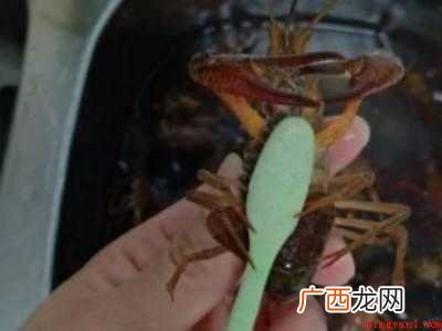 活龙虾怎么处理干净