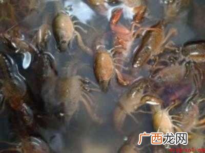活龙虾怎么处理干净