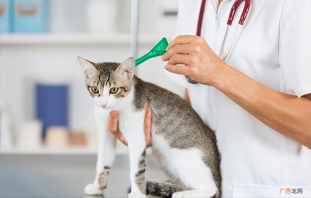 猫咪一旦出现这些现象，证明肚子有虫 怎么判断猫要不要驱虫